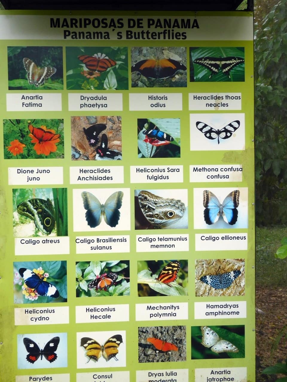 Tipps Panama Ausflug Schmetterlingshaus