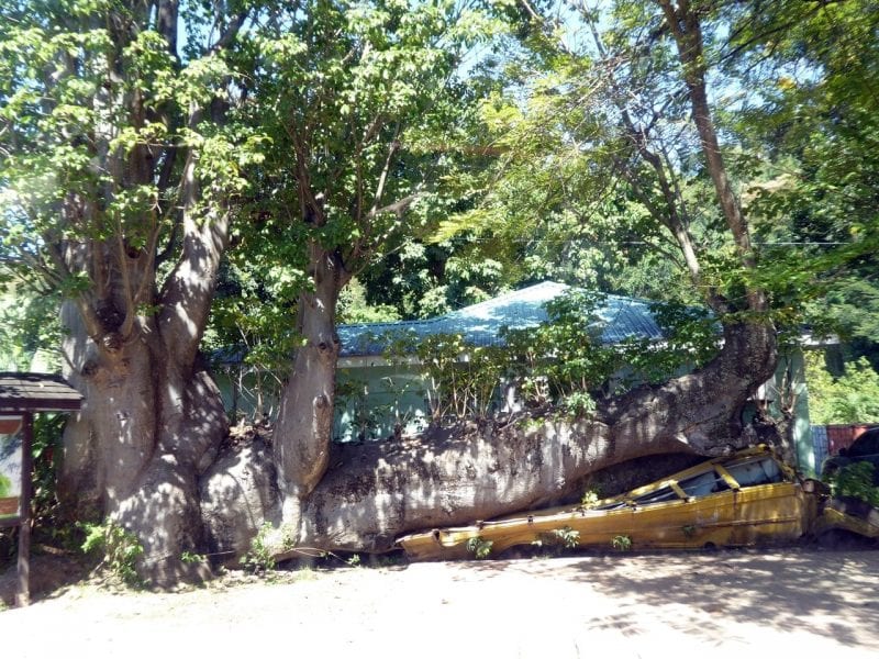 Brotfruchtbaum im Botanischen Garten: Abenteuer Inseltour Dominica Ausflug 