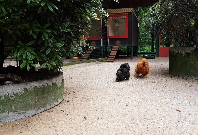Lustige Hühner im Kaisergarten