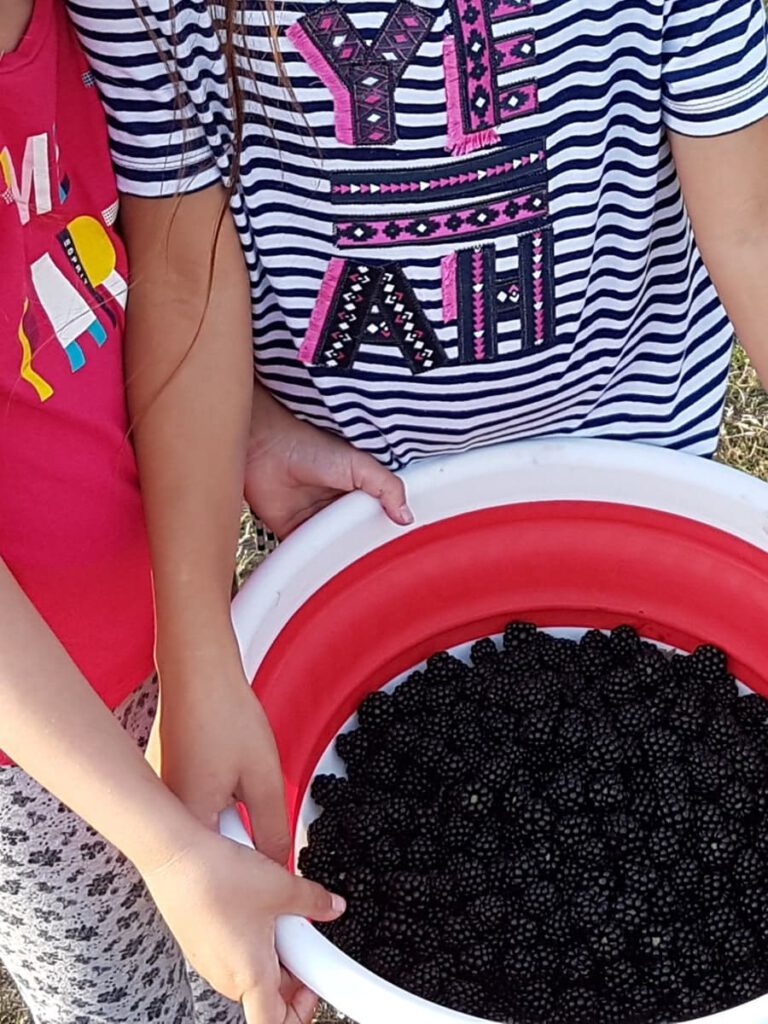 Selbstgemachte Brombeermarmelade + Tipps zum Brombeeren pflücken 7 Brombeer Marmelade selber machen aus wilden Brombeeren