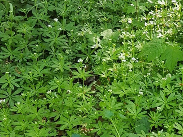 Rezept für selbstgemachten Waldmeistersirup