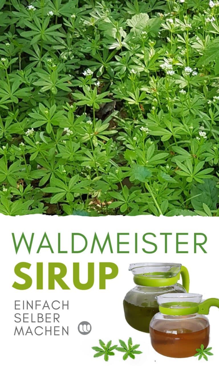 Waldmeistersirup selber machen: Waldmeister Rezept &amp; Tipps