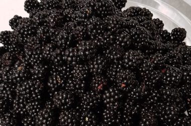 Brombeeren pfluecken mit Kindern