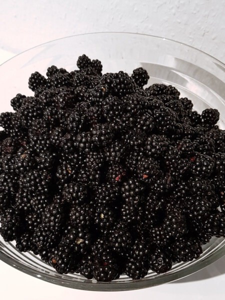 Brombeeren pfluecken mit Kindern